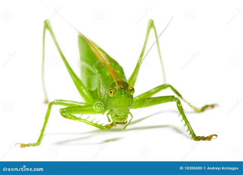 Grasshopper stock photo. Image of arthropod, animal, exoskeleton - 10300400