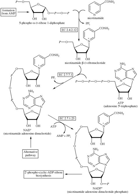 NADP biosynthesis