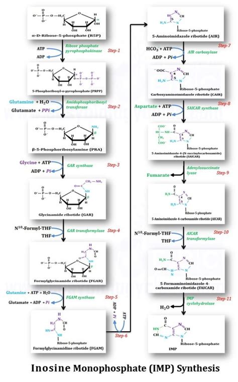 Purine & Pyrimidine Synthesis (de-novo) | EasyBiologyClass