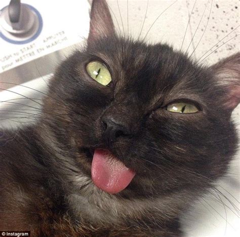 Instagram moggy who can’t stop sticking out his tongue | Cats, Cat memes, Silly cats