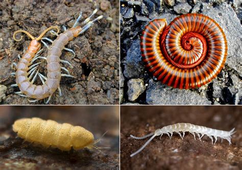 Suggested Provings of Myriapods | Dr Paul Theriault