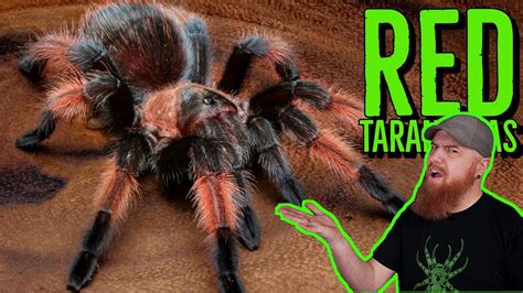 Red Tarantula Spider