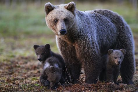 Finland has been named the best country to visit for wildlife travel - Lonely Planet