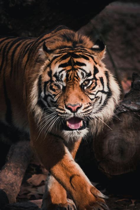 Tiger with sharp fangs in nature · Free Stock Photo