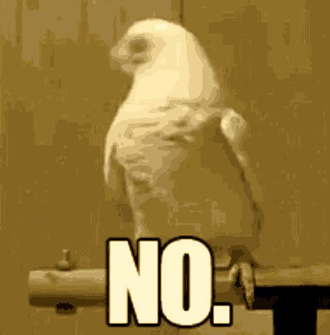 Funny Animals Parrot GIF - Funny Animals Parrot Head Shake - Discover ...