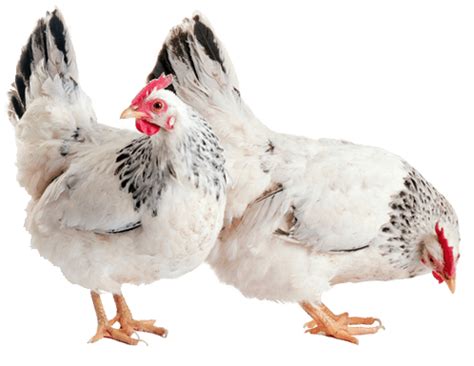 Collection of PNG HD Chicken. | PlusPNG