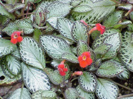 Episcia Live Plant - Just Plants