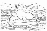 30  Seal Coloring Pages Free Printable PDF JPG PNG & Online sketch template