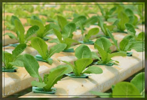 Aeroponic Farming: A Modern Farming Method - AAAKSC