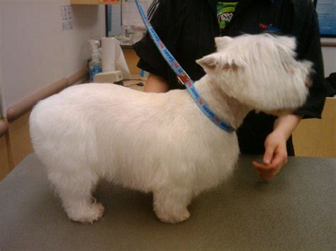 westie from Scruffy to Fluffy Dog Grooming in Staples, MN 56479