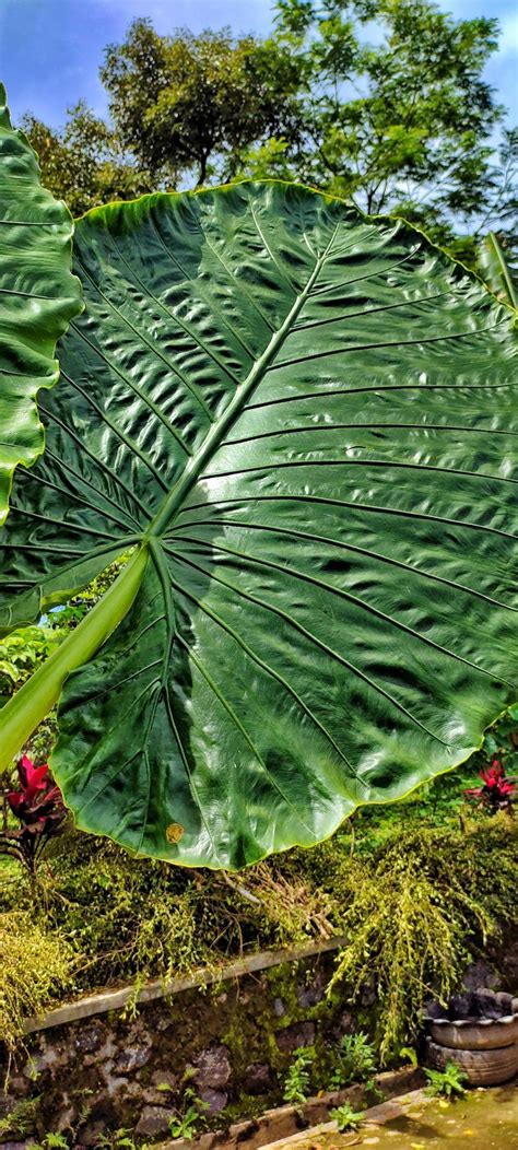 The giant taro leaf 13900208 Stock Photo at Vecteezy