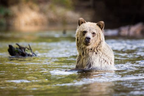 wildlife British Columbia - Canadian Staycations