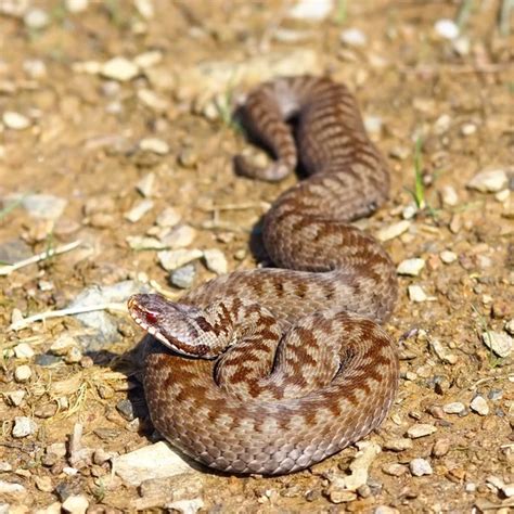 Common adder Stock Photos, Royalty Free Common adder Images | Depositphotos