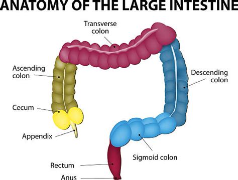 Royalty Free Large Intestine Clip Art, Vector Images & Illustrations - iStock