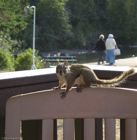 Wildlife at Isle Royale National Park - Midwest Guest