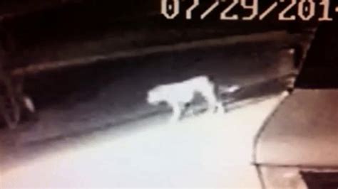 Enhanced video gives clearer view of mystery animal in Norwalk | abc7.com