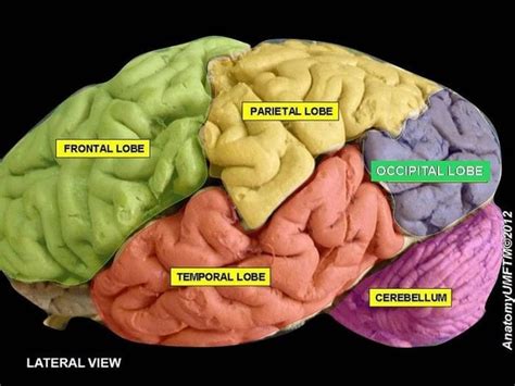 Occipital Lobe: Function And Definition | Science Trends