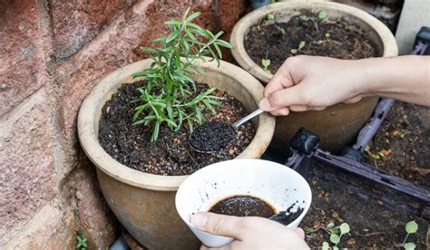 Turn Your Used Coffee Grounds Into Fertilizer! - CoffeeTeaWiki