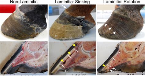 No Hoof, No Horse. The Importance of Hoof Care - Knowing the Afflictions. | Equine Trainers Amino