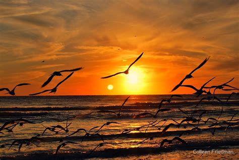 "Seagulls at Sunset" by Colleen Friedman | Redbubble