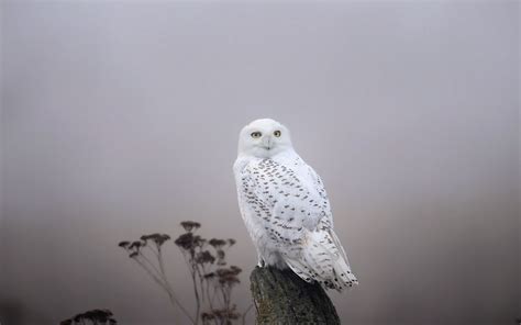 Snowy Owl Computer Wallpapers, Desktop Backgrounds | 1920x1200 ... S5 Wallpaper, Cute Owls ...