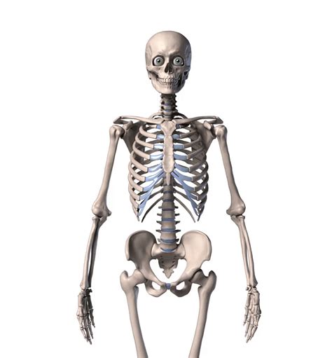 Skelly - Poseable Anatomy Model for Artists