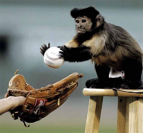 Monkey Baseball - welcome new catcher to the team