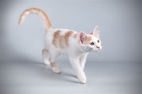 Aphrodite Giant Cat Breed Pictures, Characteristics, & Facts