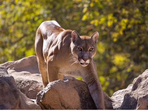 What do pumas eat and how do they hunt?