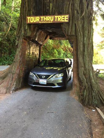 Tour-Through Tree (Klamath, CA): Top Tips Before You Go with 103 photos ...