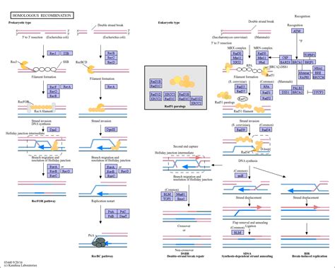 KEGG PATHWAY: Homologous recombination