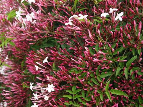 Jasminum Polyanthum - Pink Jasmine - Diaco's Garden Nursery