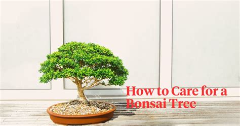 Indoor Bonsai Tree Care: Tips and Techniques for Healthy Growth