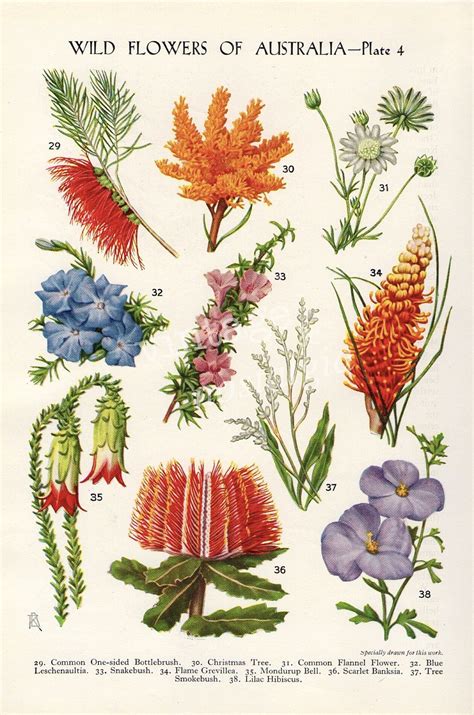 vintage Botanical flower print Australian Wild Flowers Banksia Bottlebrush Grevilea flower art ...