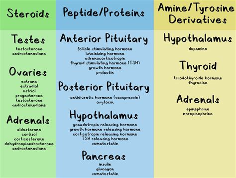 An Introduction to the Endocrine System - PhD Muscle