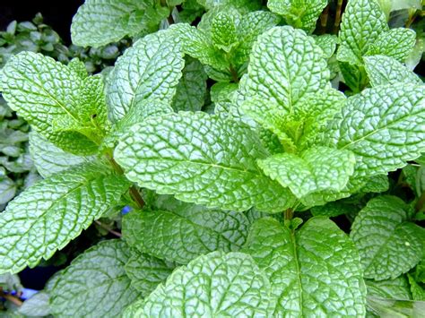 HOW TO GROW MINT PLANTS |The Garden of Eaden