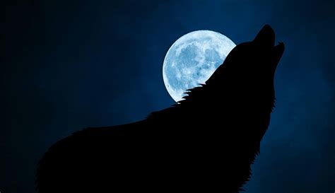 Why Do Dogs Howl at the Moon? | The Factual Doggo