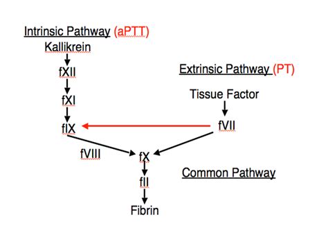 Coagulation Cascade Diagram Simple