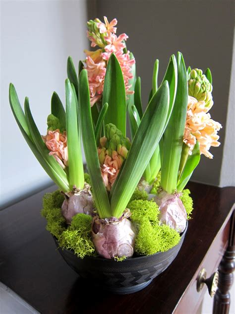 Chronica Domus: Hyacinth Update: In The Pink