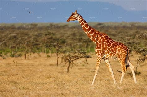 African giraffe in savanna | High-Quality Nature Stock Photos ~ Creative Market