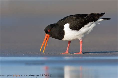 Eurasian Oystercatcher, Haematopus ostralegus | Birds, Animals, Seaside