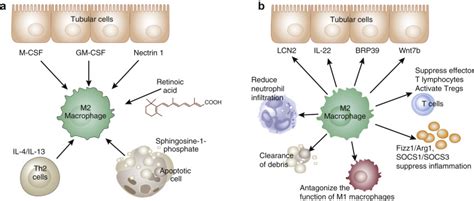 M2 macrophages in kidney disease: biology, therapies, and perspectives - Kidney International