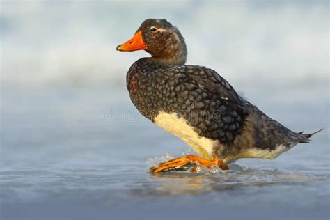 Falkland Steamer Duck, Tachyeres Brachypterus, Bird in the Water with ...