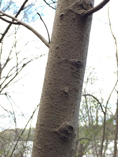 Identifying Trees by Their Bark | Master Gardeners of Northern Virginia