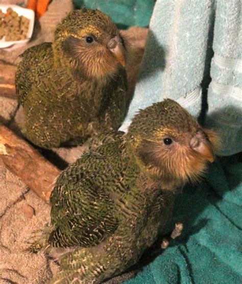 Kakapo breeding season best on record | Otago Daily Times Online News