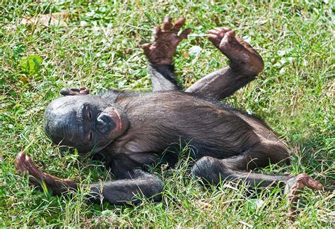 Baby Bonobo Photograph by Millard H. Sharp - Pixels