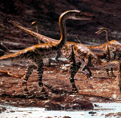 Coelophysis | Prehistory Wiki | FANDOM powered by Wikia