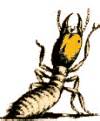 About Termites - TERMITE CONTROL - Pest Control in New South Wales