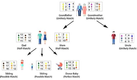 Cord Blood Hla Matching / Improving cord blood typing with next ...