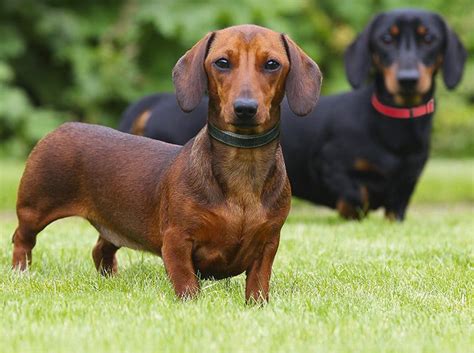 What Mix Is A Dachshund